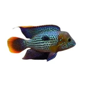 AEQUIDENS RIVULATUS 5-6