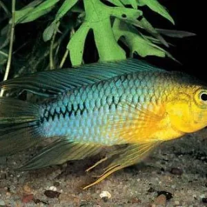 APISTOGRAMMA BORELLII XL