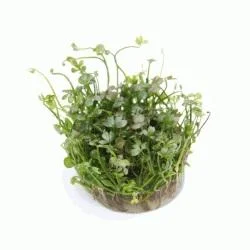 Marsilea hirsuta In-Vitro