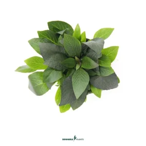 Hygrophila corymbosa Compact -easy Categ. 