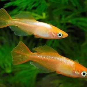 ORYZIAS LATIPES ORANGE YOUKIHI 3-4