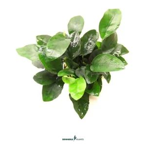 Anubias barteri var. nana