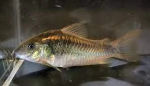 CORYDORAS SCHULTZEI 3