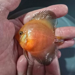 DISCUS SUN FLOWER 7-8 cm