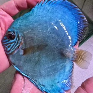 Discus Solid Turquoise 12-14cm