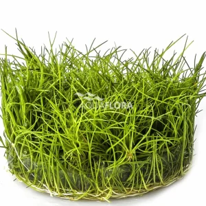 Eleocharis sp.´Minima´ – In Vitro Cup