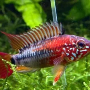 APISTOGRAMMA VIEJITA L