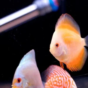 Discus Yellow Marlboro 7-8 cm