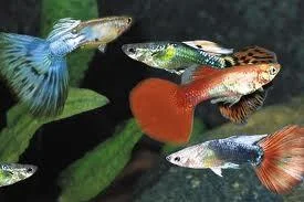 GUPPY MACHO