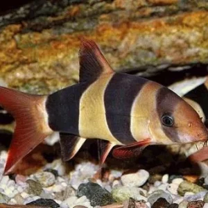 BOTIA MACRACANTHUS 4-5