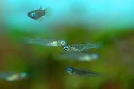 APLOCHEILICHTHYS NORMANI blue lamp eyes 1,5-2