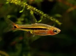RASBORA/BORARAS UROPHTHALMOIDES 1-1,5