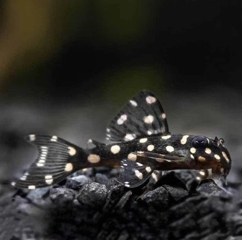 Hypancistrus Inspector L201 5-6,5 - Image 2