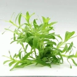 Heteranthera zosterifolia In-Vitro – medium Categ.