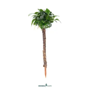Anubias nana Bonsai em Palmeira  – easy Categ.