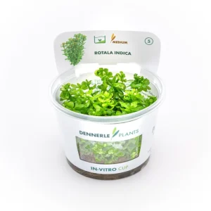 Rotala indica In-Vitro – medium Categ.