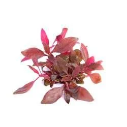 Alternanthera reineckii Purple In- Vitro – easy Categ. 