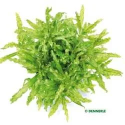 POGOSTEMON HELFERI In- Vitro – easy Categ. 