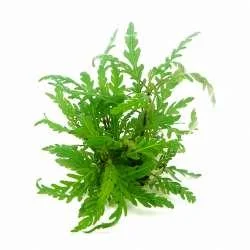 Hygrophila pinnatifida In-Vitro