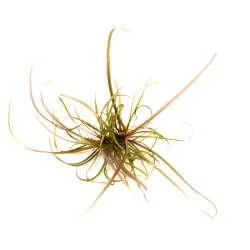 Helanthium tenellum ´Red´ In-Vitro – medium Categ.