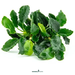 Anubias barteri var. nana Kirin – easy Categ.