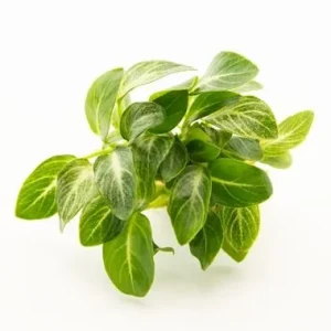 Anubias barteri var. nana stardust