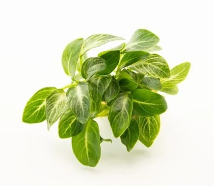 Anubias barteri var. nana stardust - Image 2