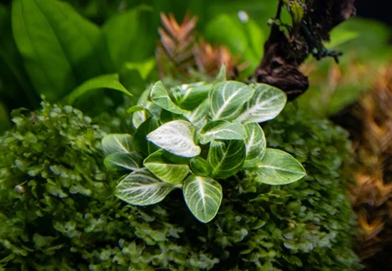 Anubias barteri var. nana stardust - Image 3