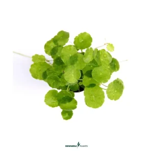 Hydrocotyle verticillata