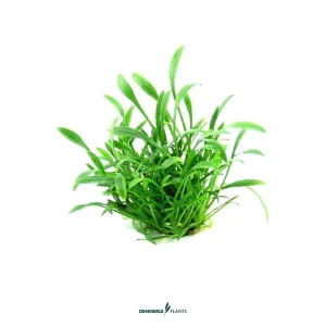 Cryptocoryne Parva – easy Categ.