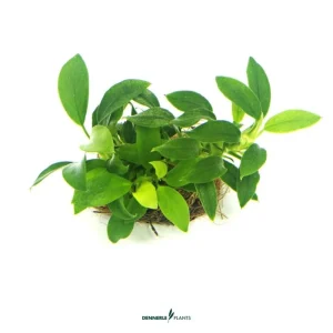 Anubias barteri var. nana ‘Bonsai’ – easy Categ.