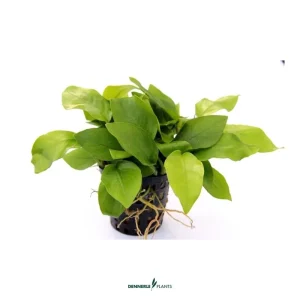 Anubias barteri var. nana ‘Gold’ – easy Categ.