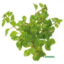 Ludwigia palustris ‘Red’ – medium Categ.
