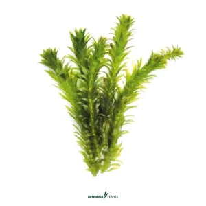 Egeria densa ‘Dense Waterweed’