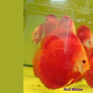 DISCUS RED MELON 7 cm