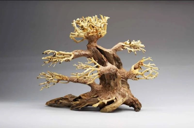 Bonsai S