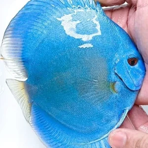 Discus Blue Diamond Premium Grade – 7-8cm