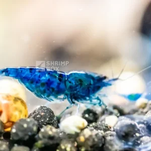 SB Neocaridina davidi ‘Blue Dream’
