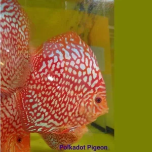 DISCUS PIGEON polka dots 9-10cm